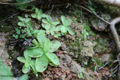 Pinguicula salva: la rara pianta carnivora  sopravvissuta all'alluvione di agosto